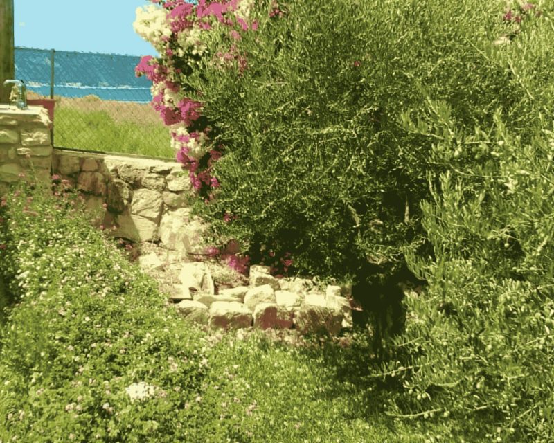 the sea view cabane is surrounded by olive trees and other trees