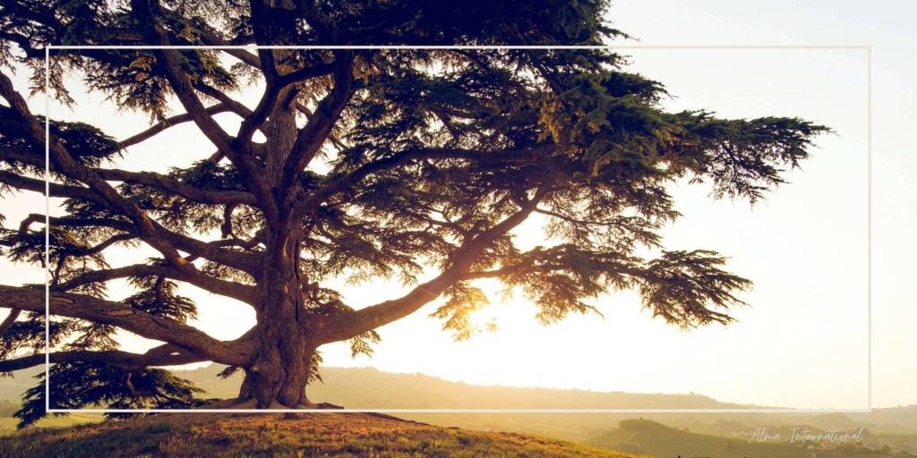 Visit Lebanon and its oldest Cedars trees in the world